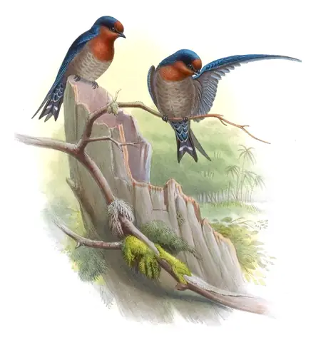 Volume I, plate 32 of Gould's The Birds of Asia: Hill Swallow (Hirundo domicola)