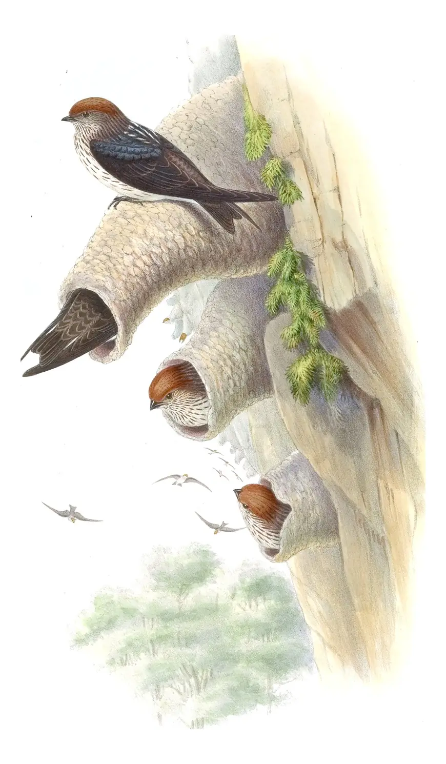 Volume I, plate 33 of Gould's The Birds of Asia: Streak-throated Swallow (Petrochelidon fluvicola)