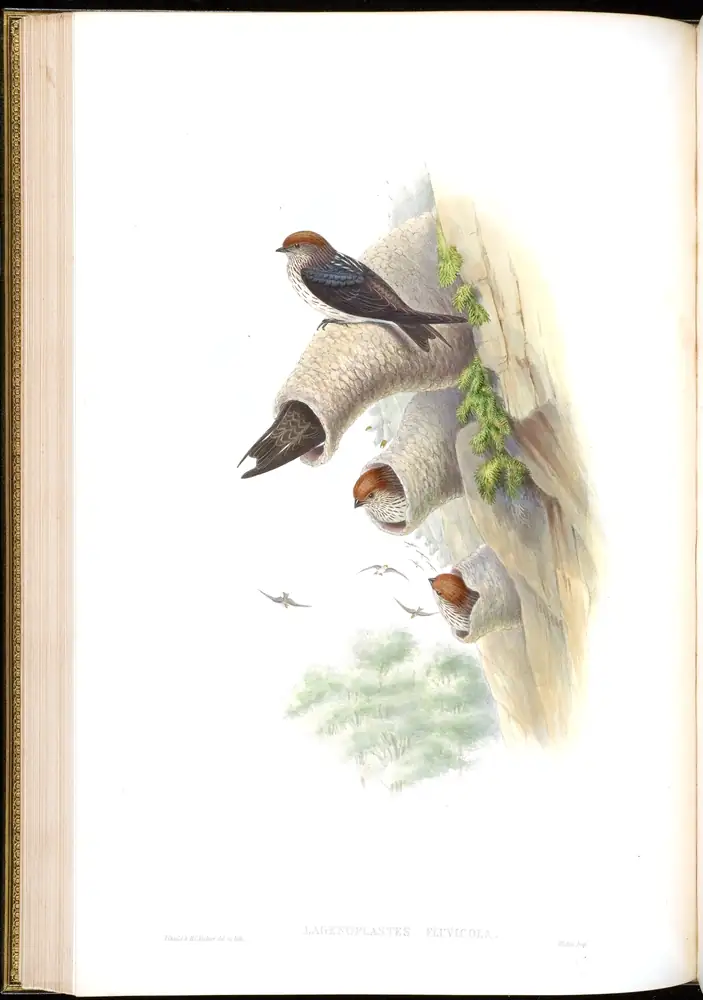 The whole sheet of volume I, plate 33, with its engraved caption