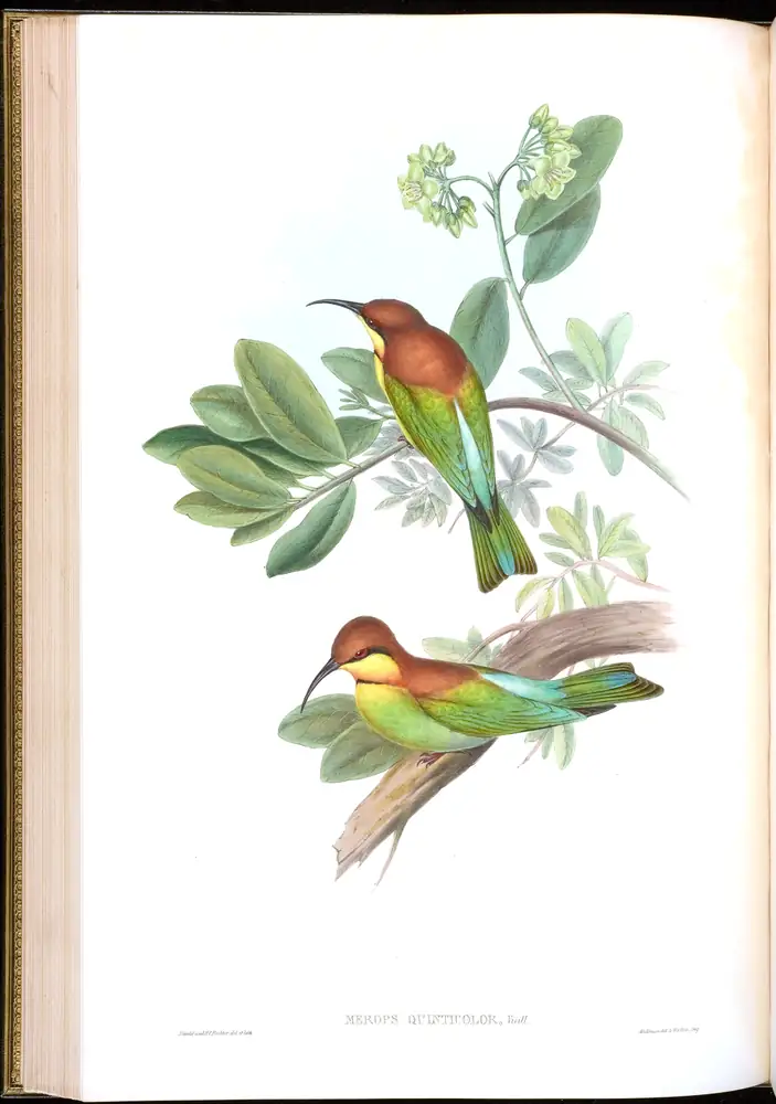 The whole sheet of volume I, plate 34, with its engraved caption