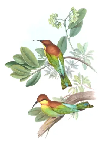 Volume I, plate 34 of Gould's The Birds of Asia: Chestnut-headed Bee-eater (Merops leschenaulti)