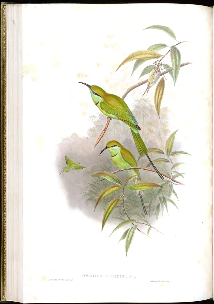The whole sheet of volume I, plate 35, with its engraved caption