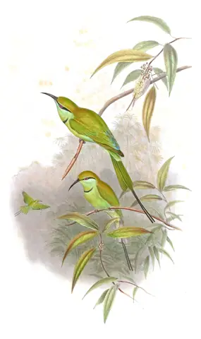 Volume I, plate 35 of Gould's The Birds of Asia: Asian Green Bee-eater (Merops orientalis)