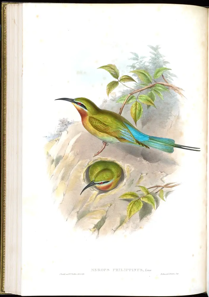 The whole sheet of volume I, plate 36, with its engraved caption