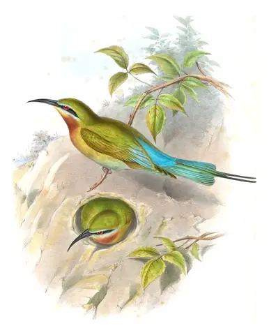 Volume I, plate 36 of Gould's The Birds of Asia: Blue-tailed Bee-eater (Merops philippinus)