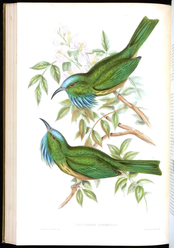 The whole sheet of volume I, plate 37, with its engraved caption