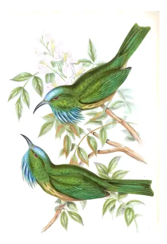 Volume I, plate 37 of Gould's The Birds of Asia: Blue-bearded Bee-eater (Nyctyornis athertoni)