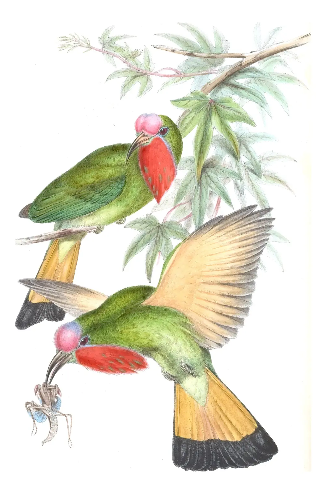 Volume I, plate 38 of Gould's The Birds of Asia: Red-bearded Bee-eater (Nyctyornis amictus)