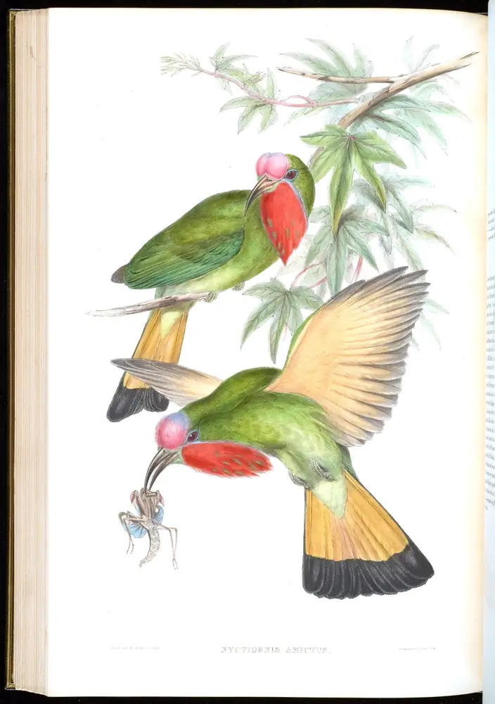 The whole sheet of volume I, plate 38, with its engraved caption