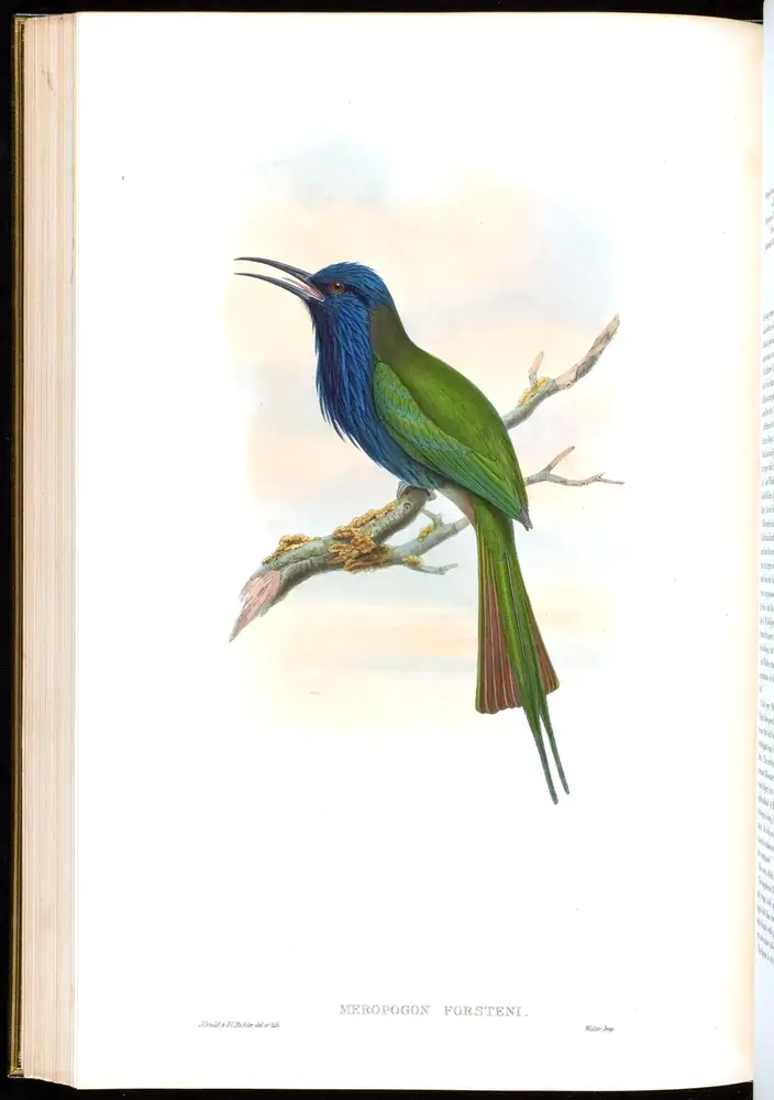 The whole sheet of volume I, plate 39, with its engraved caption