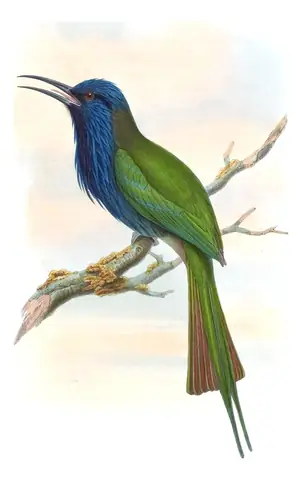 Volume I, plate 39 of Gould's The Birds of Asia: Purple-bearded Bee-eater (Meropogon forsteni)