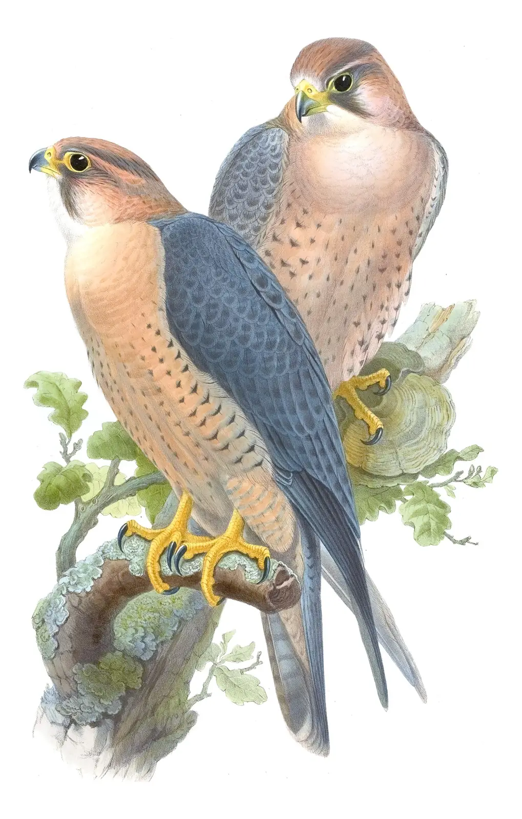 Volume I, plate 4 of Gould's The Birds of Asia: Peregrine Falcon (Falco peregrinus)