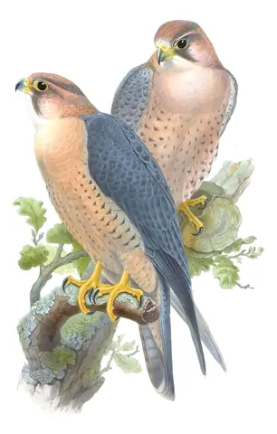 Volume I, plate 4 of Gould's The Birds of Asia: Peregrine Falcon (Falco peregrinus)