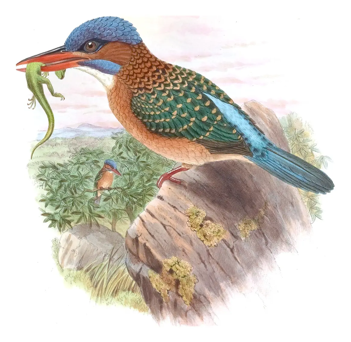 Volume I, plate 40 of Gould's The Birds of Asia: Blue-capped Kingfisher (Actenoides hombroni)