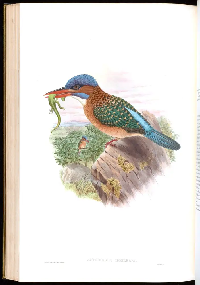 The whole sheet of volume I, plate 40, with its engraved caption