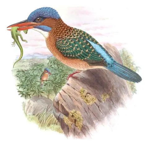 Volume I, plate 40 of Gould's The Birds of Asia: Blue-capped Kingfisher (Actenoides hombroni)
