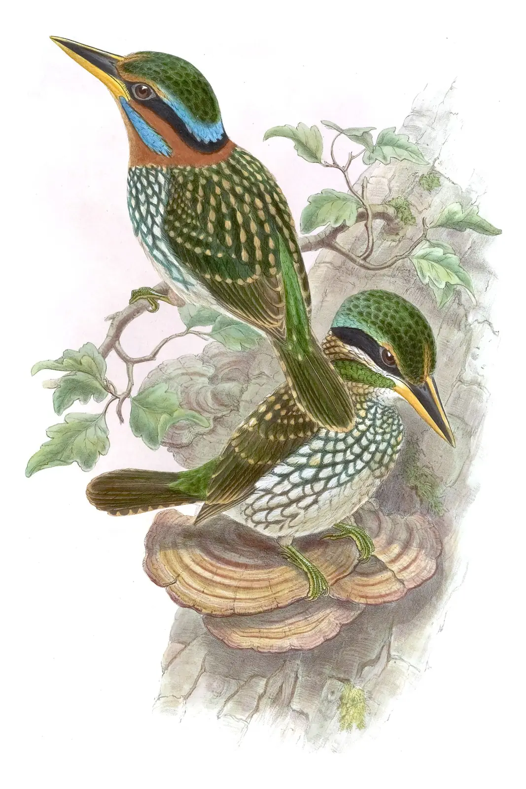 Volume I, plate 41 of Gould's The Birds of Asia: Spotted Kingfisher (Actenoides lindsayi)