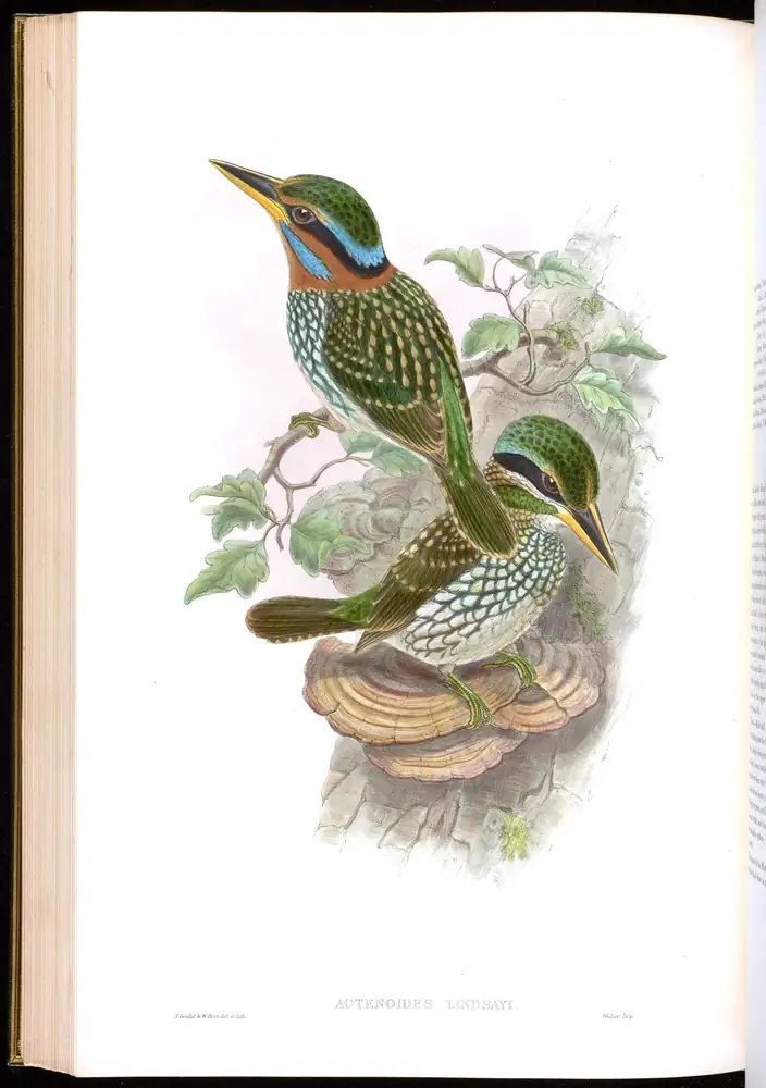 The whole sheet of volume I, plate 41, with its engraved caption