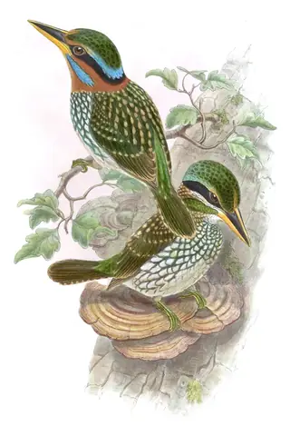 Volume I, plate 41 of Gould's The Birds of Asia: Spotted Kingfisher (Actenoides lindsayi)