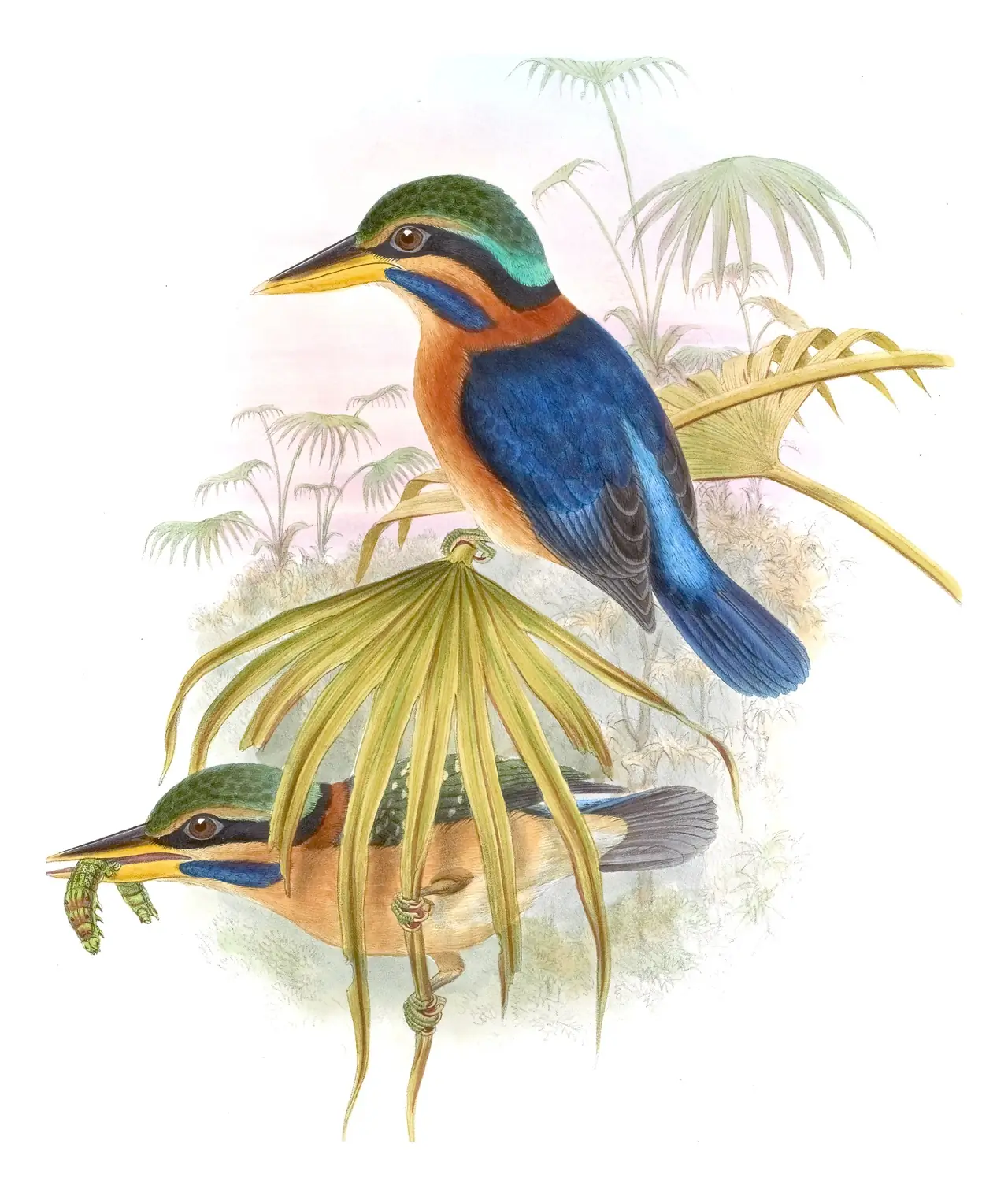 Volume I, plate 42 of Gould's The Birds of Asia: Rufous-collared Kingfisher (Actenoides concretus)