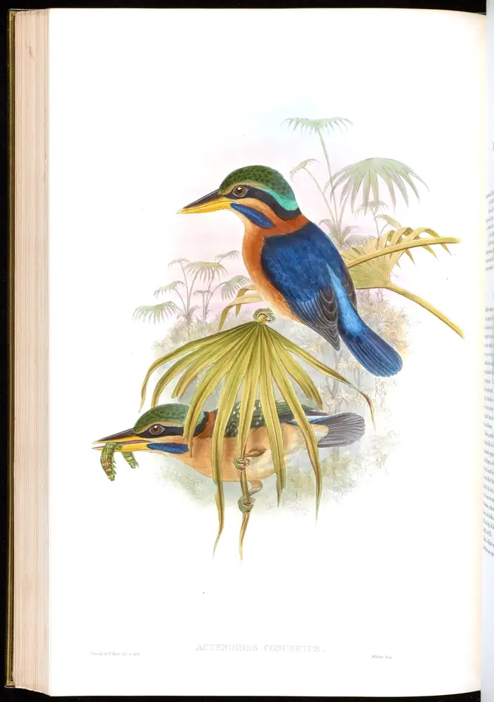 The whole sheet of volume I, plate 42, with its engraved caption