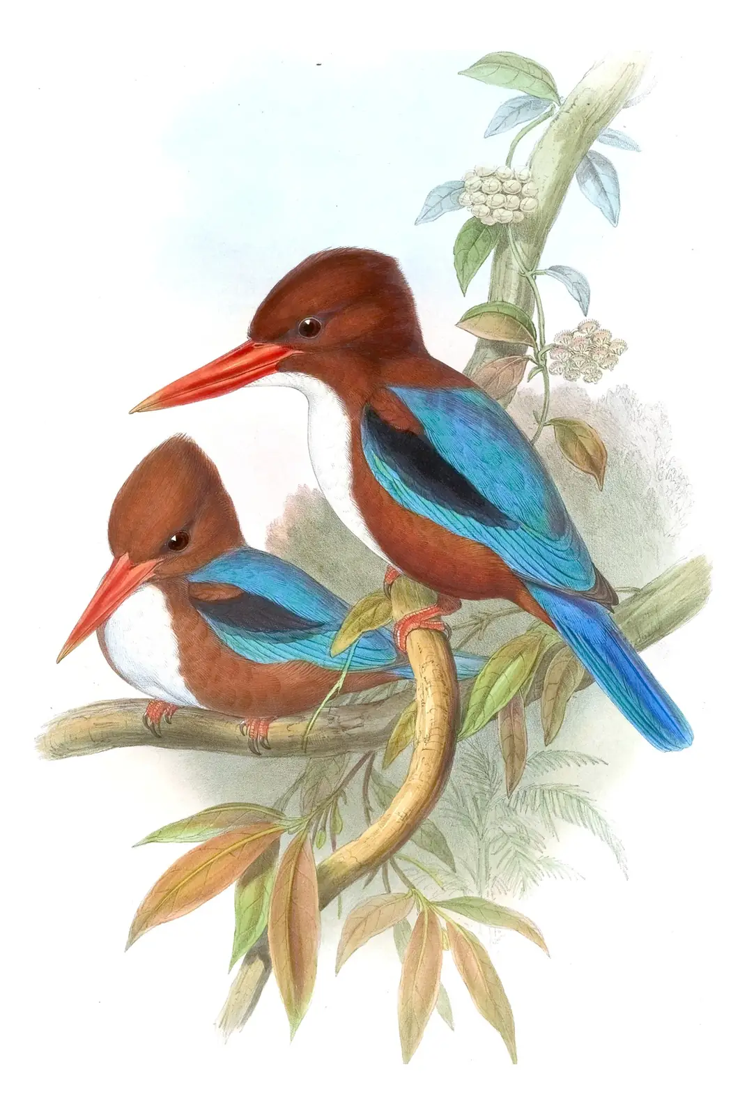 Volume I, plate 43 of Gould's The Birds of Asia: White-throated Kingfisher (Halcyon smyrnensis)