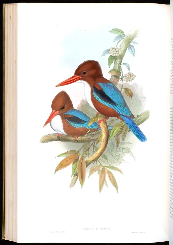 The whole sheet of volume I, plate 43, with its engraved caption