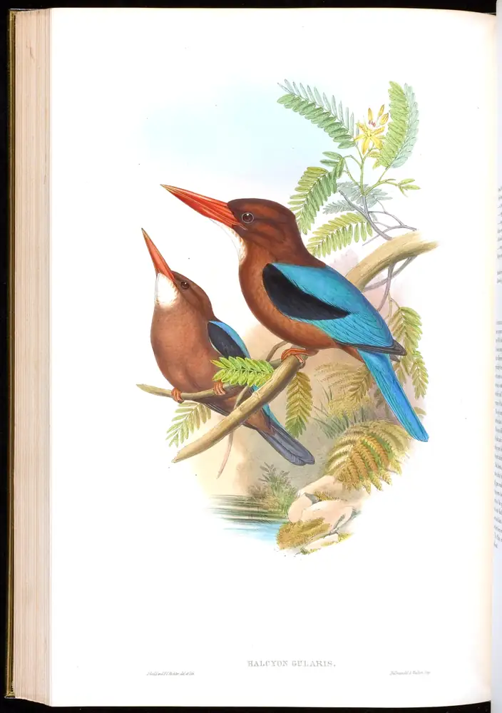 The whole sheet of volume I, plate 44, with its engraved caption