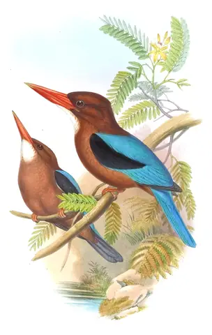 Volume I, plate 44 of Gould's The Birds of Asia: Brown-breasted Kingfisher (Halcyon gularis)