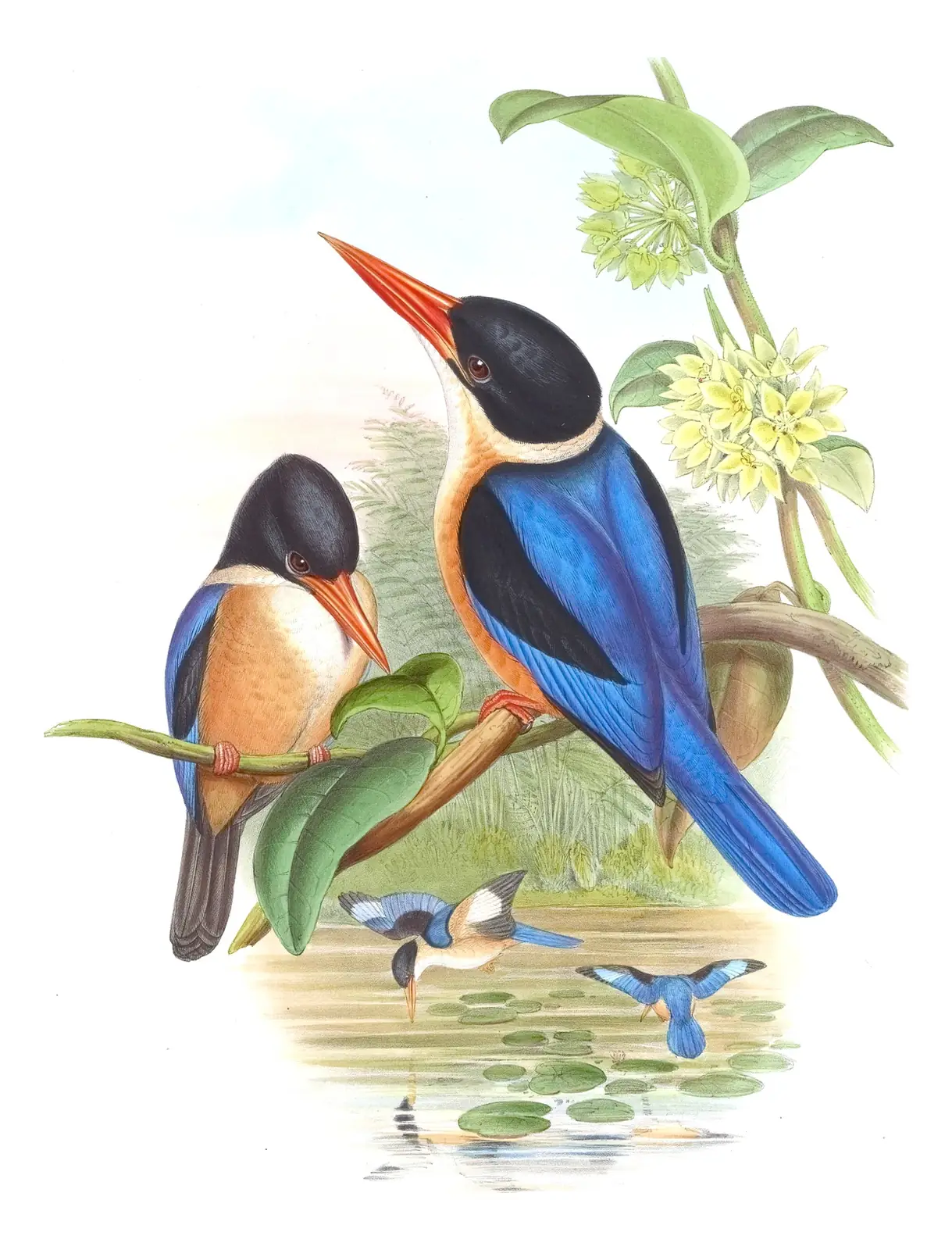 Volume I, plate 45 of Gould's The Birds of Asia: Black-capped Kingfisher (Halcyon pileata)