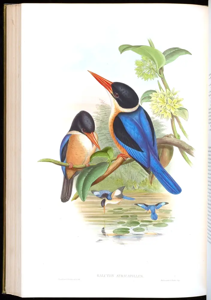 The whole sheet of volume I, plate 45, with its engraved caption