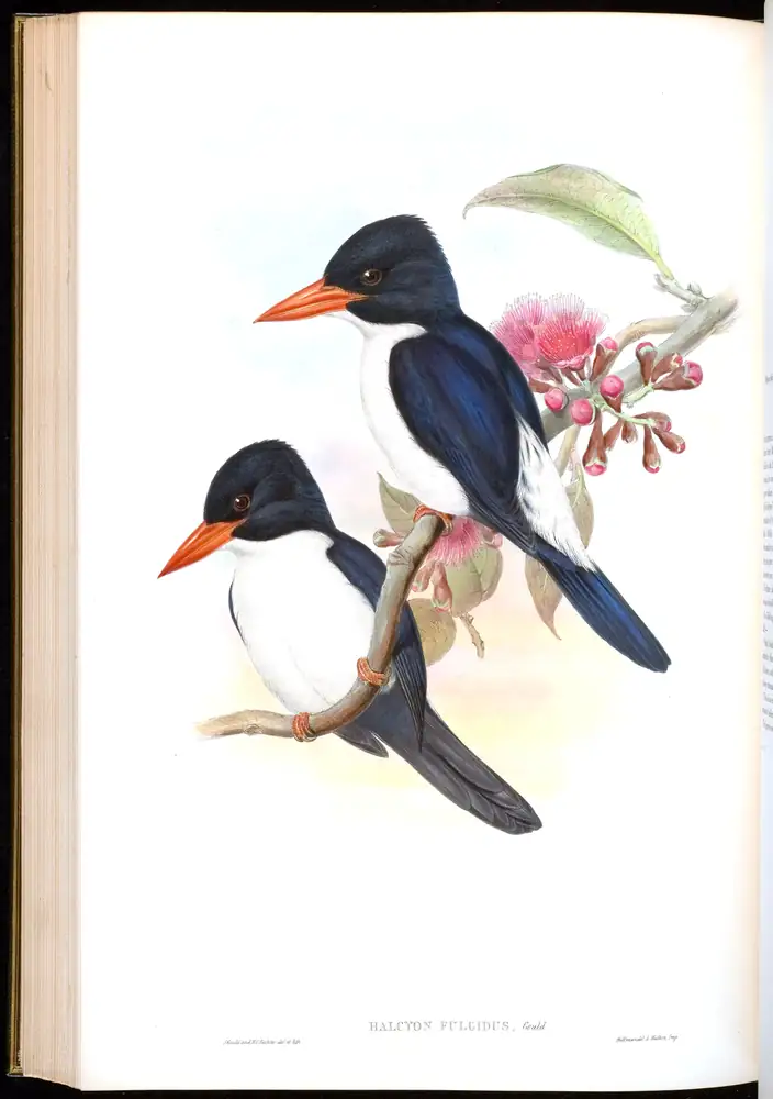The whole sheet of volume I, plate 46, with its engraved caption