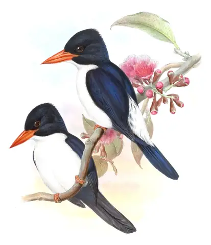 Volume I, plate 46 of Gould's The Birds of Asia: White-rumped Kingfisher (Caridonax fulgidus)