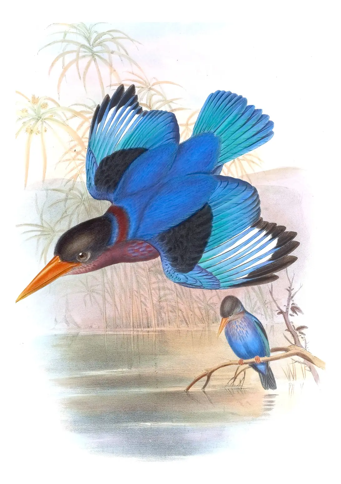 Volume I, plate 47 of Gould's The Birds of Asia: Javan Kingfisher (Halcyon cyanoventris)