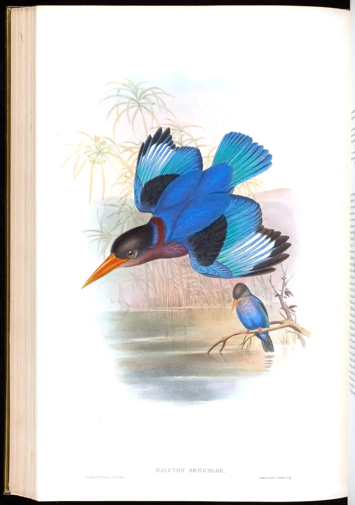 The whole sheet of volume I, plate 47, with its engraved caption