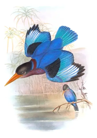 Volume I, plate 47 of Gould's The Birds of Asia: Javan Kingfisher (Halcyon cyanoventris)