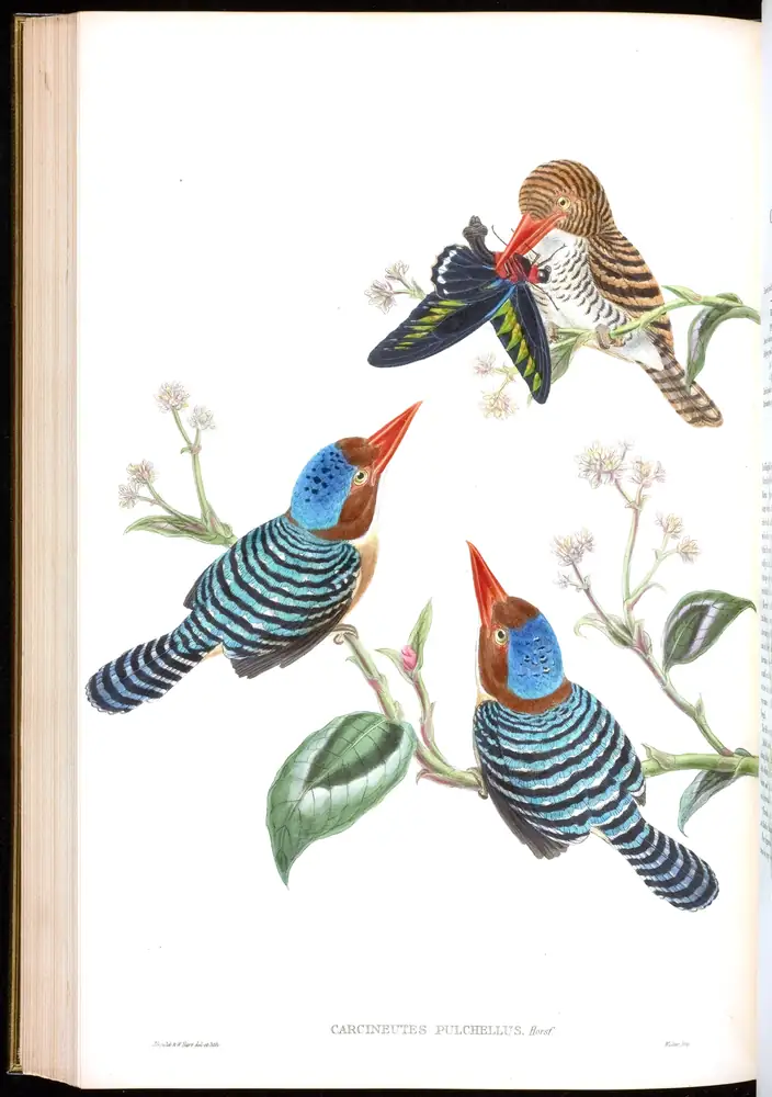 The whole sheet of volume I, plate 48, with its engraved caption