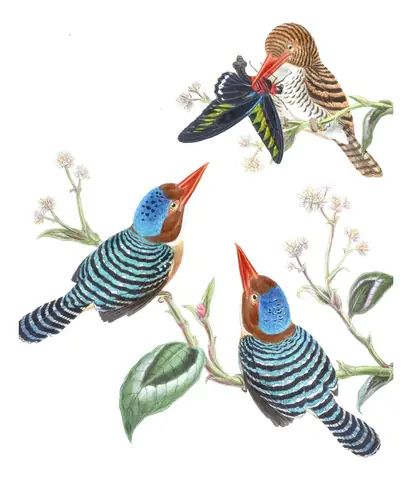 Volume I, plate 48 of Gould's The Birds of Asia: Banded Kingfisher (Lacedo pulchella)