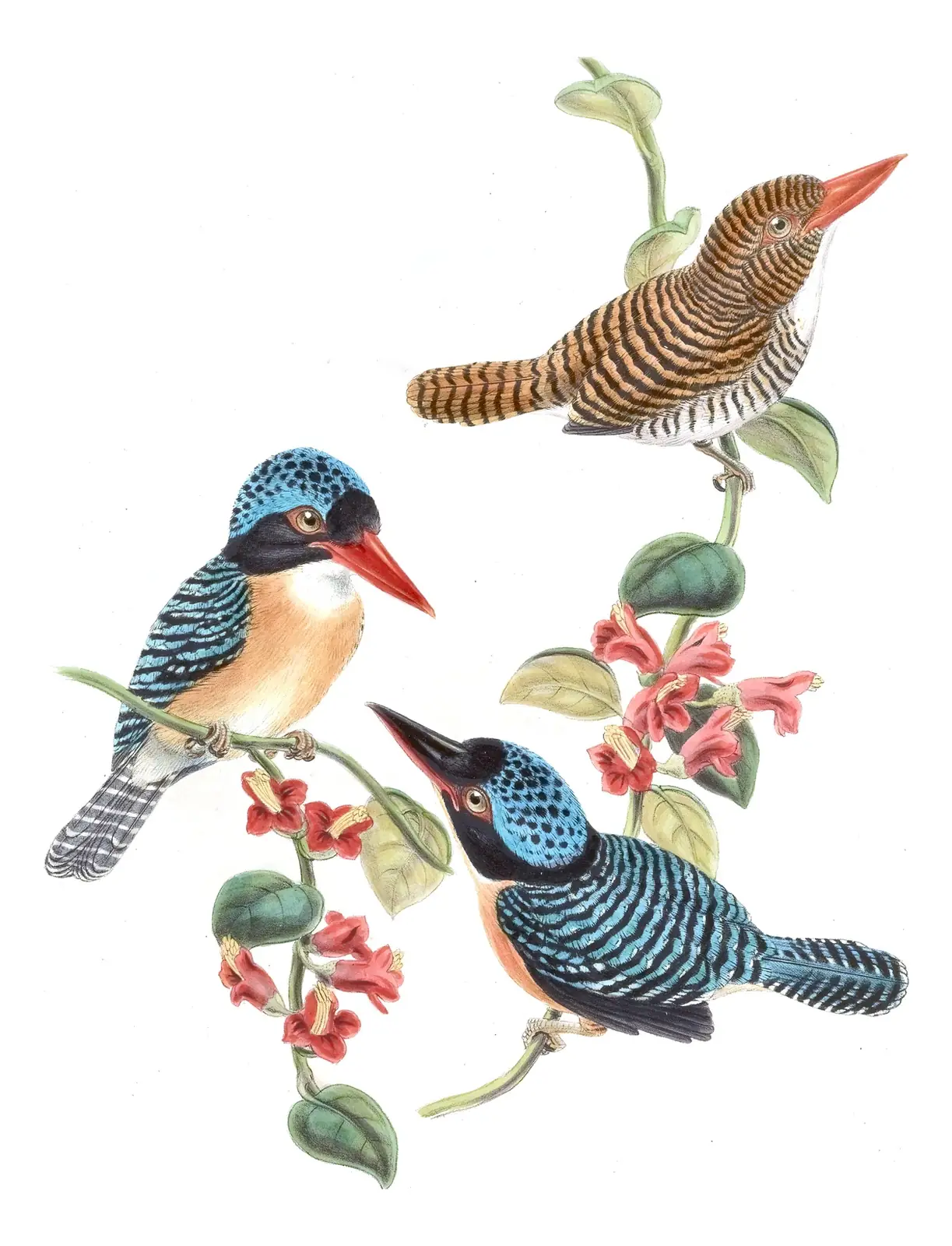 Volume I, plate 49 of Gould's The Birds of Asia: Banded Kingfisher (Lacedo pulchella)