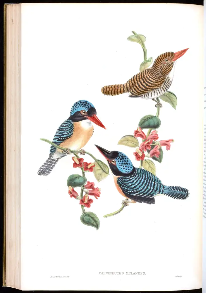 The whole sheet of volume I, plate 49, with its engraved caption