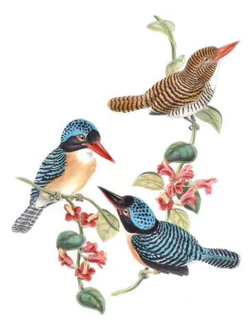 Volume I, plate 49 of Gould's The Birds of Asia: Banded Kingfisher (Lacedo pulchella)