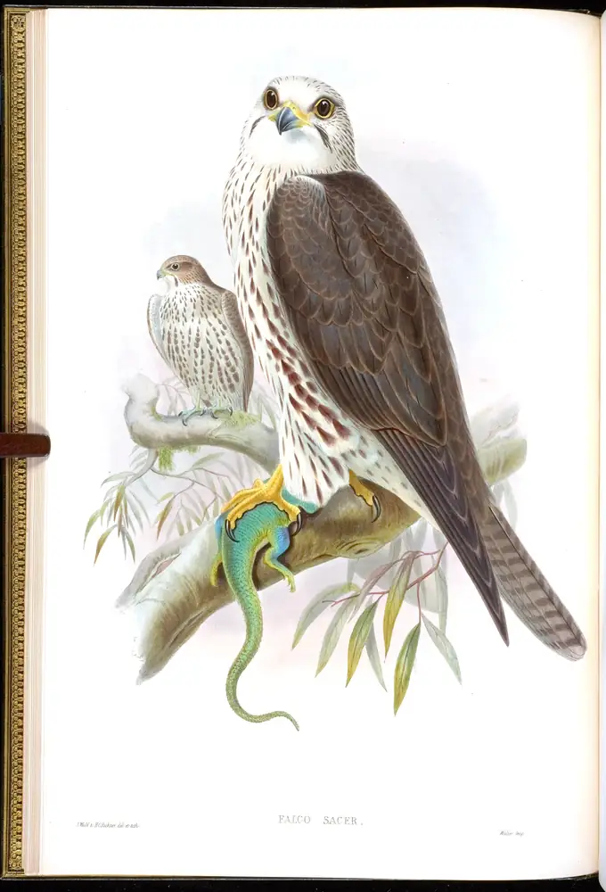 The whole sheet of volume I, plate 5, with its engraved caption