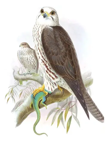Volume I, plate 5 of Gould's The Birds of Asia: Saker Falcon (Falco cherrug)