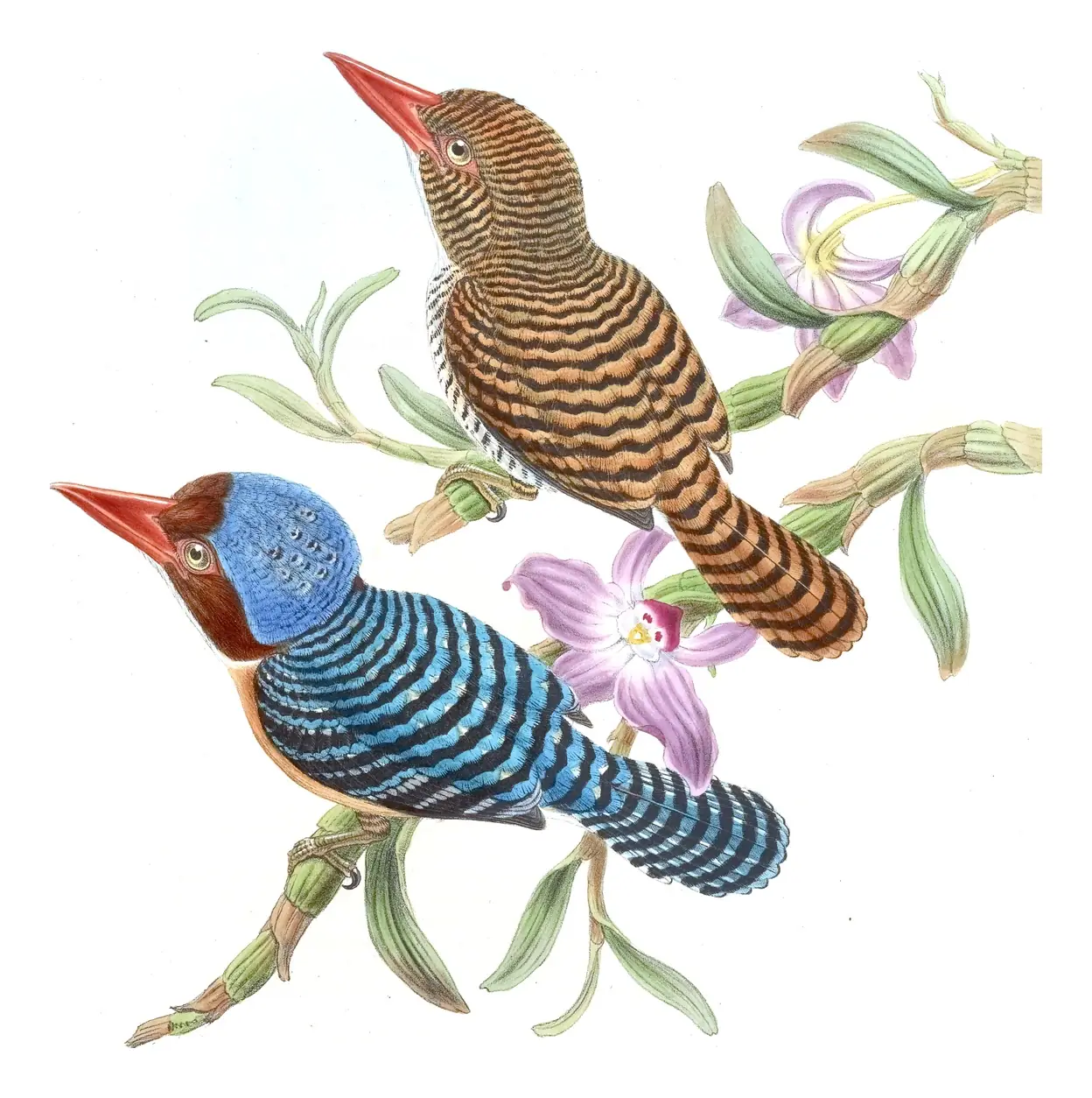 Volume I, plate 50 of Gould's The Birds of Asia: Banded Kingfisher (Lacedo pulchella)