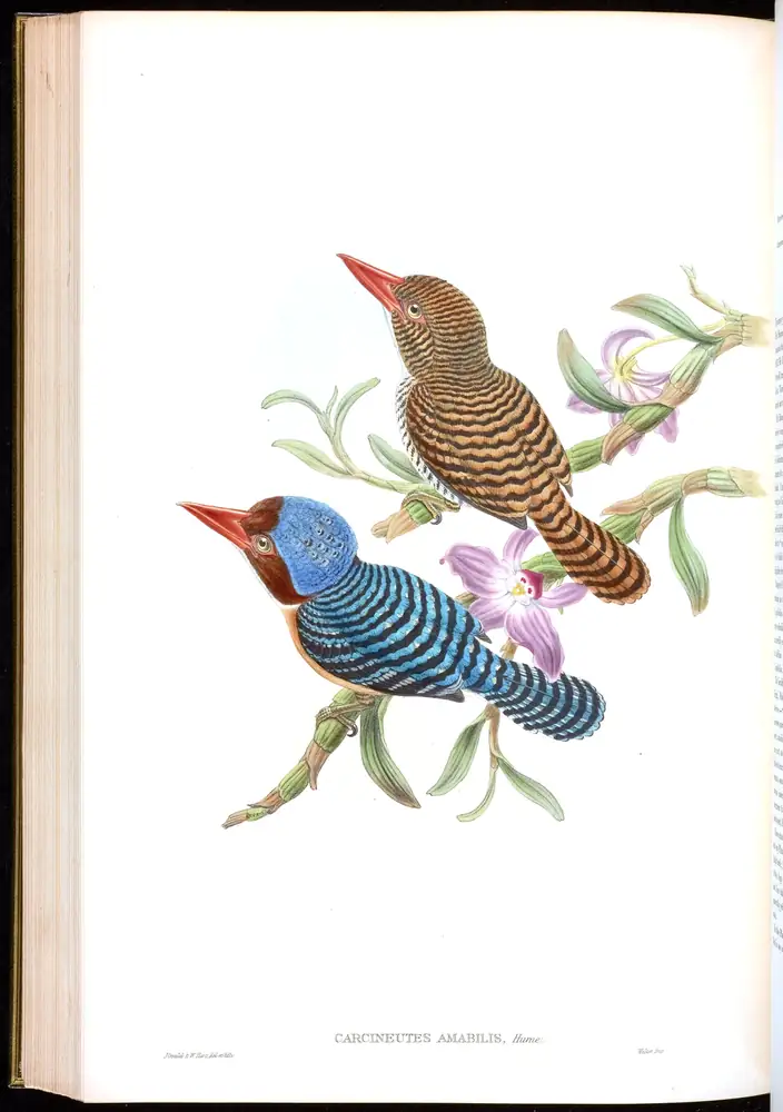 The whole sheet of volume I, plate 50, with its engraved caption