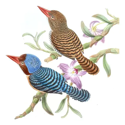 Volume I, plate 50 of Gould's The Birds of Asia: Banded Kingfisher (Lacedo pulchella)