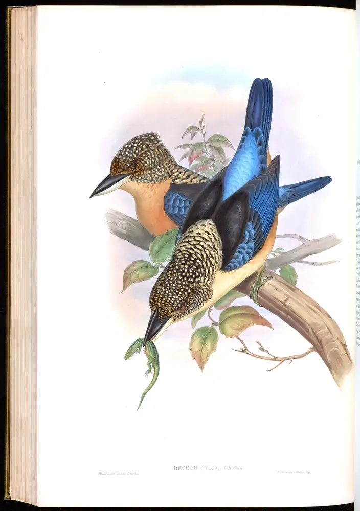 The whole sheet of volume I, plate 51, with its engraved caption