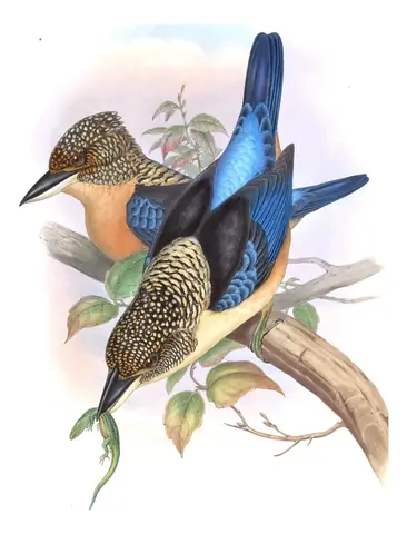 Volume I, plate 51 of Gould's The Birds of Asia: Spangled Kookaburra (Dacelo tyro)