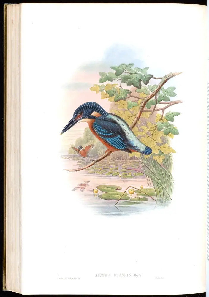 The whole sheet of volume I, plate 52, with its engraved caption