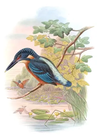 Volume I, plate 52 of Gould's The Birds of Asia: Blyth's Kingfisher (Alcedo hercules)